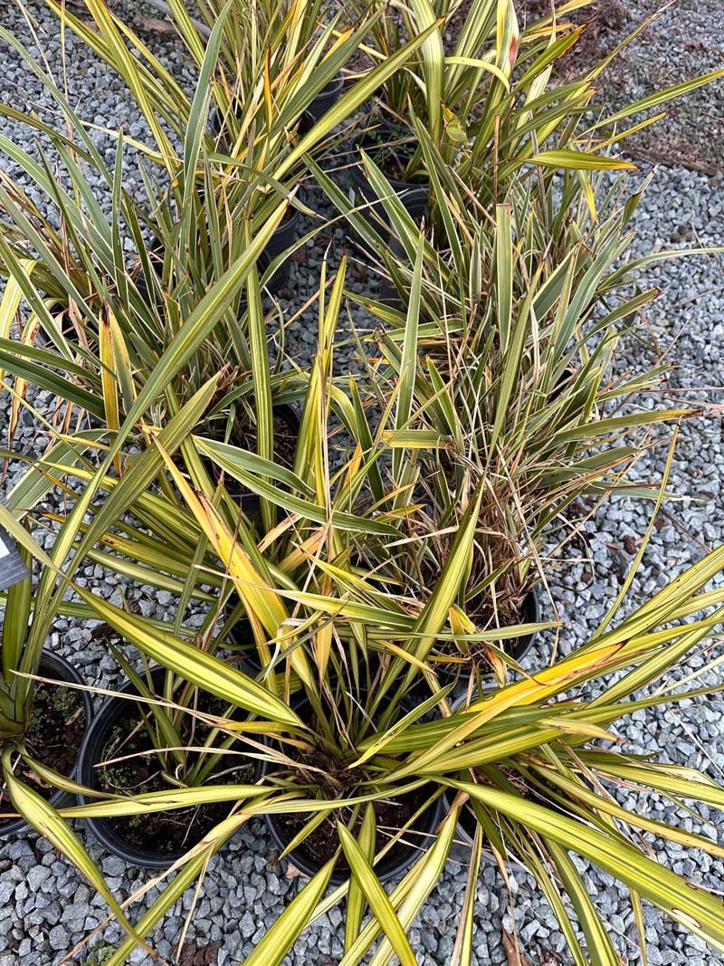 Apricot Queen New Zealand