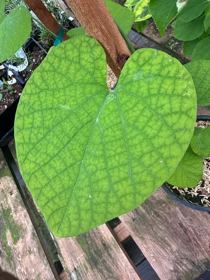 Aristolochia Durior