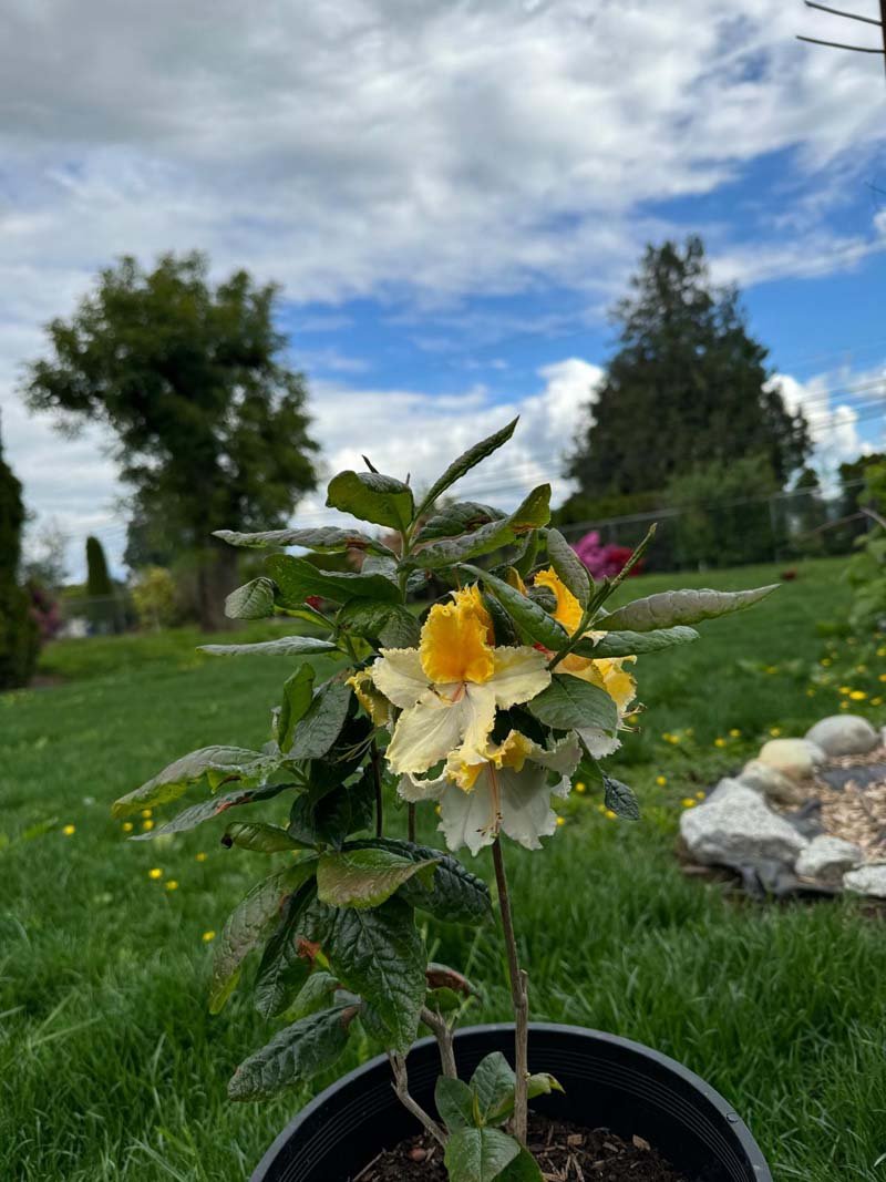 Azalea Dec Washington State Centennial