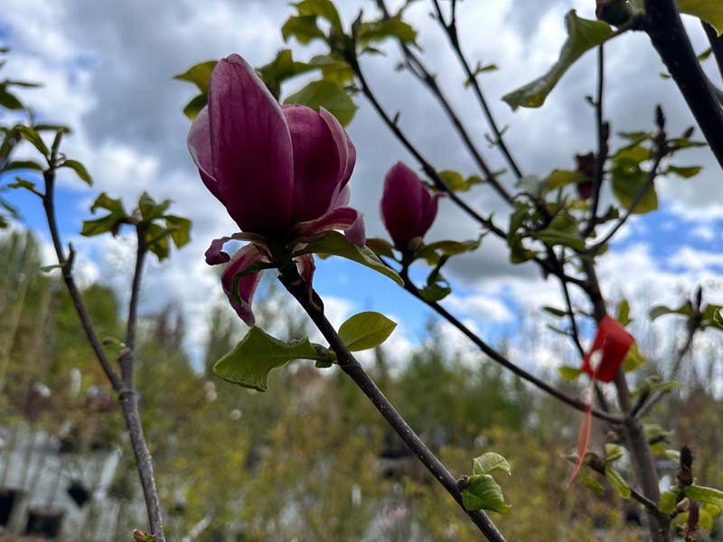 Black Tulip Magnolia