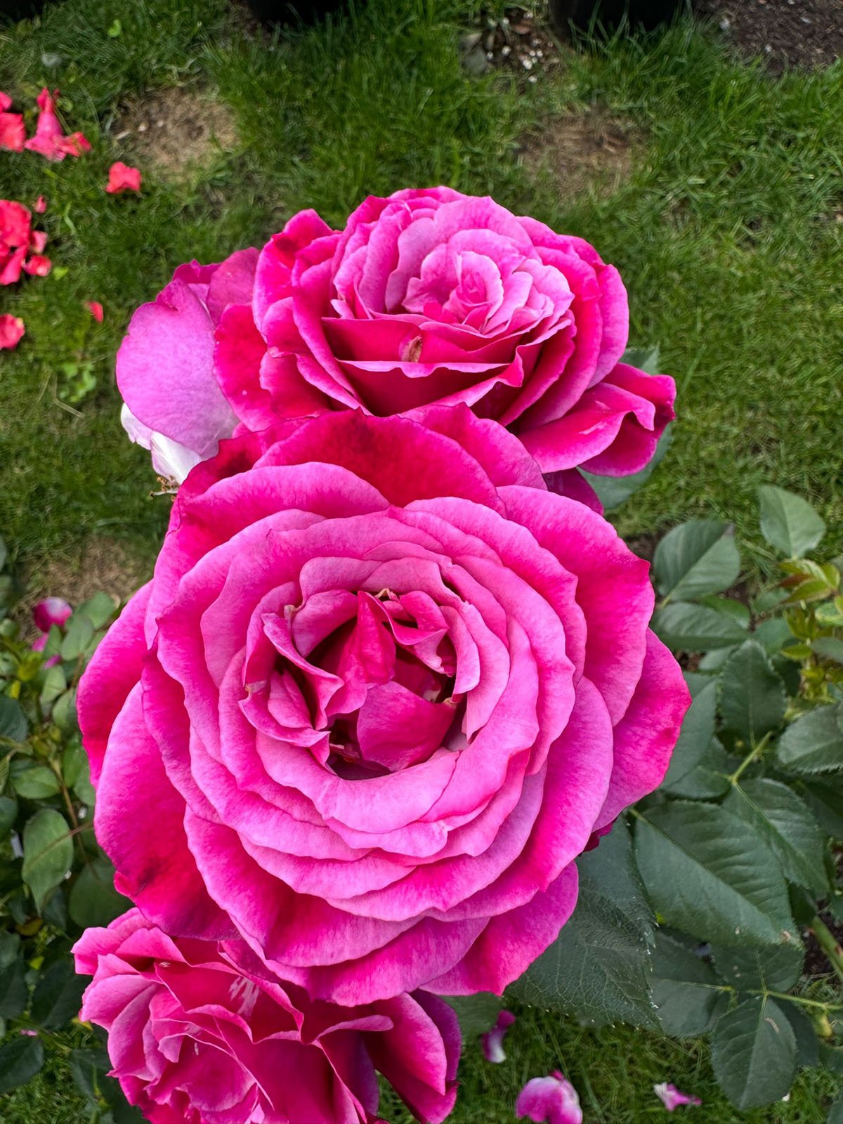 Blueish Pink Rose