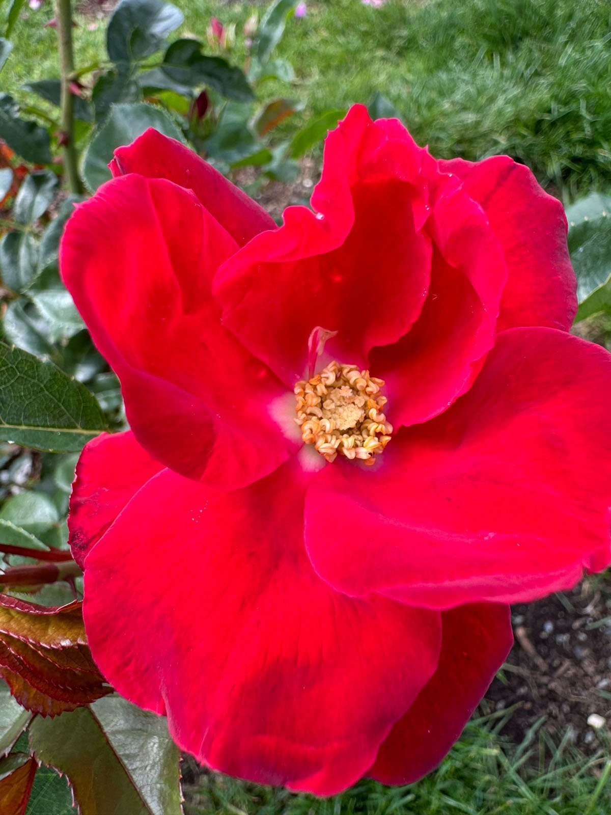 Brickred Rose