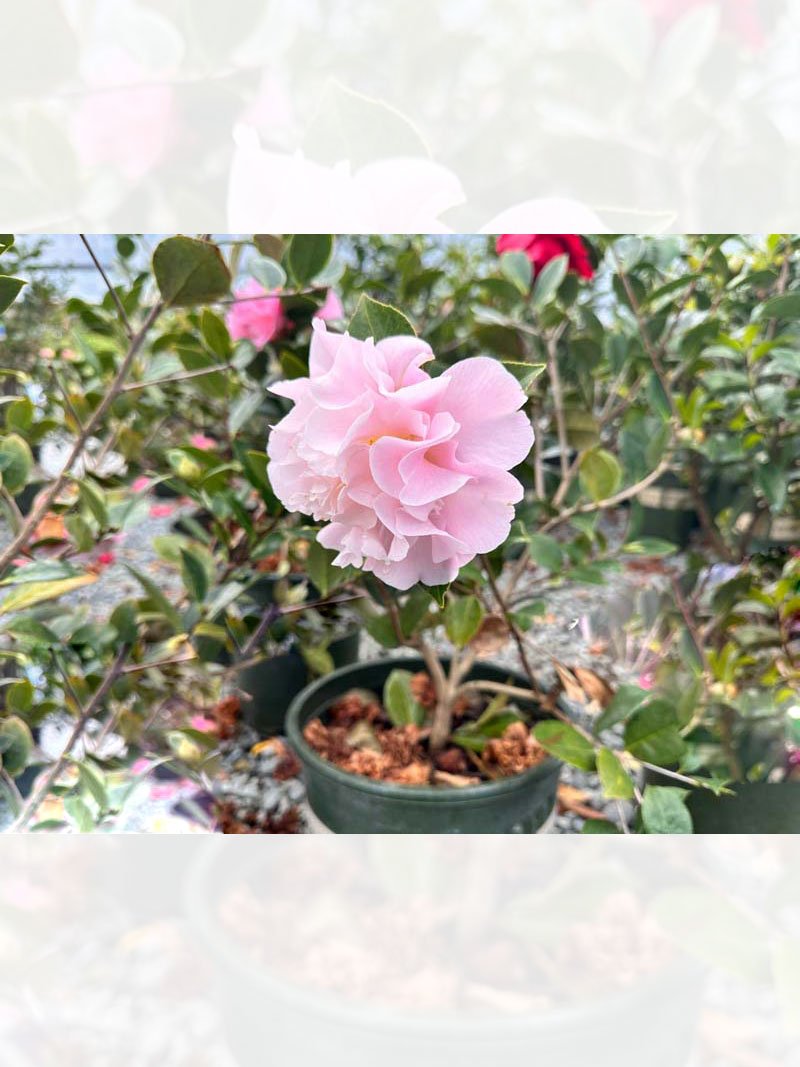 Camellia Jurys Pearl