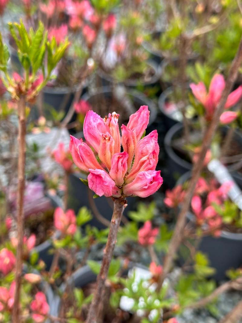 Candy Lights Azalea