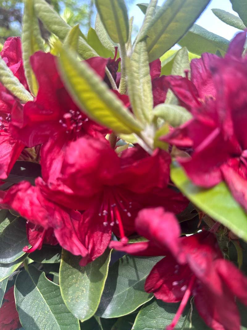 Firestorm Rhododendron