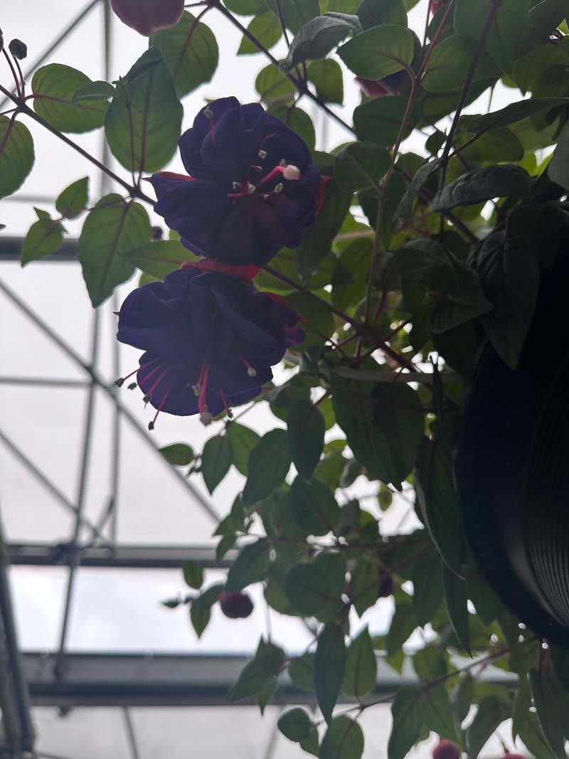 Fuchsia Bella Rosella