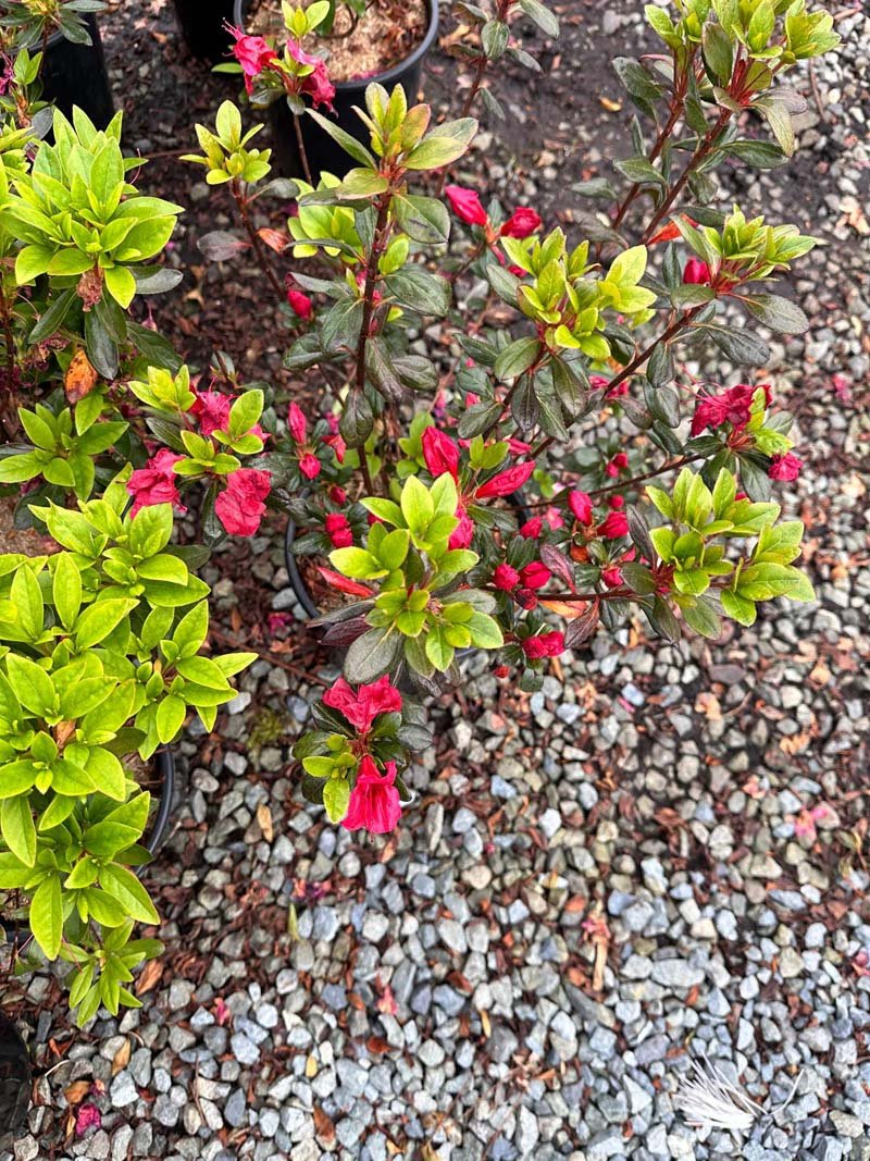 Girard S Fuchsia Azalea