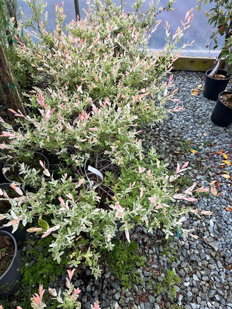 Hakuro Nishiki Variegated Willow