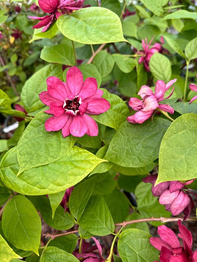 Hartlage Wine Allspice