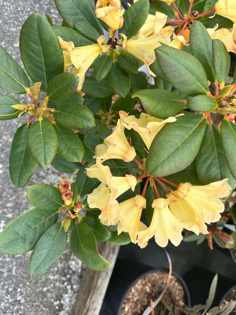 Holden S Solar Flare Rhodoaendon