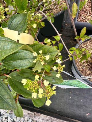 King-Edward-Flowering-Currant-New