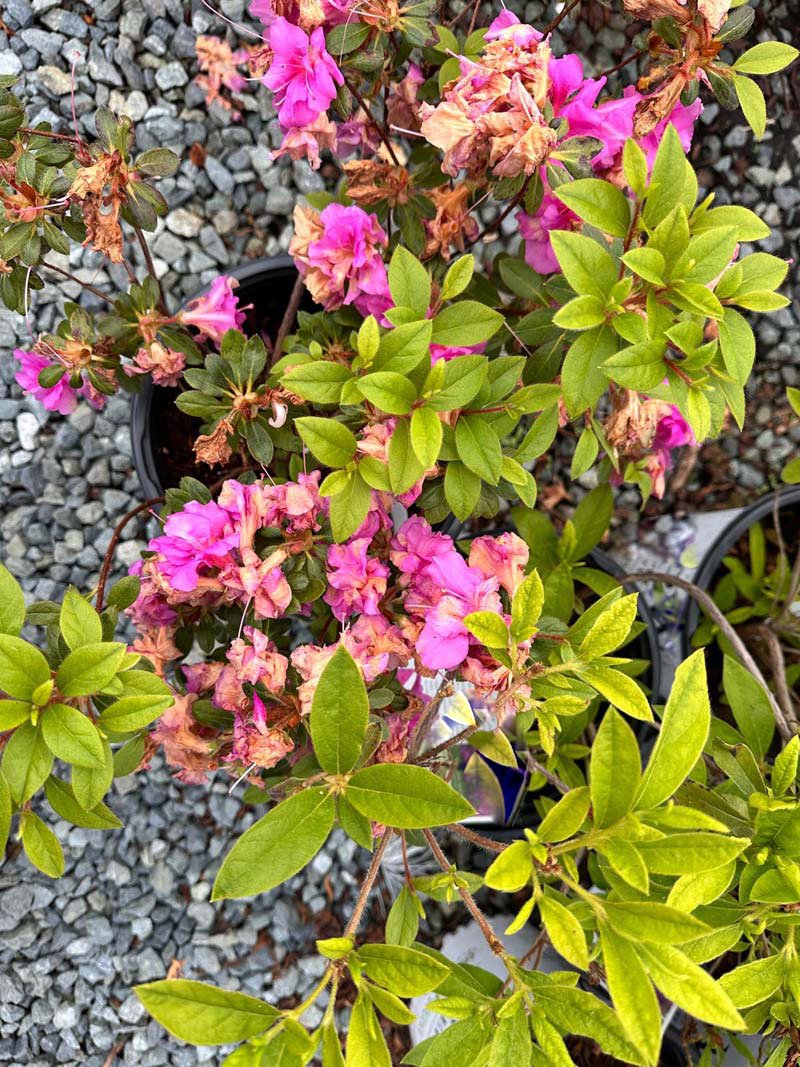 Lavender Bloom-A-Thon Azalea