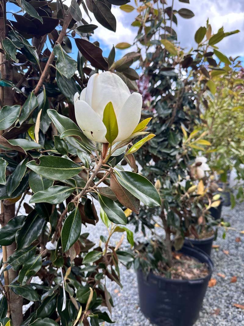 MAGNOLIA GRANDIFLORA