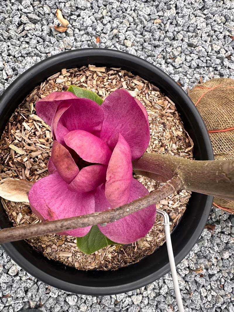 Magnolia Black Tulip Magnolia