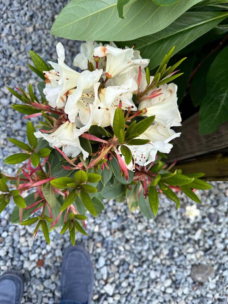 Magnoliaeflora Camellia