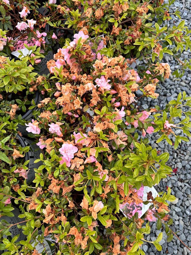 Perfecto Mundo Pink Carpet Azalea