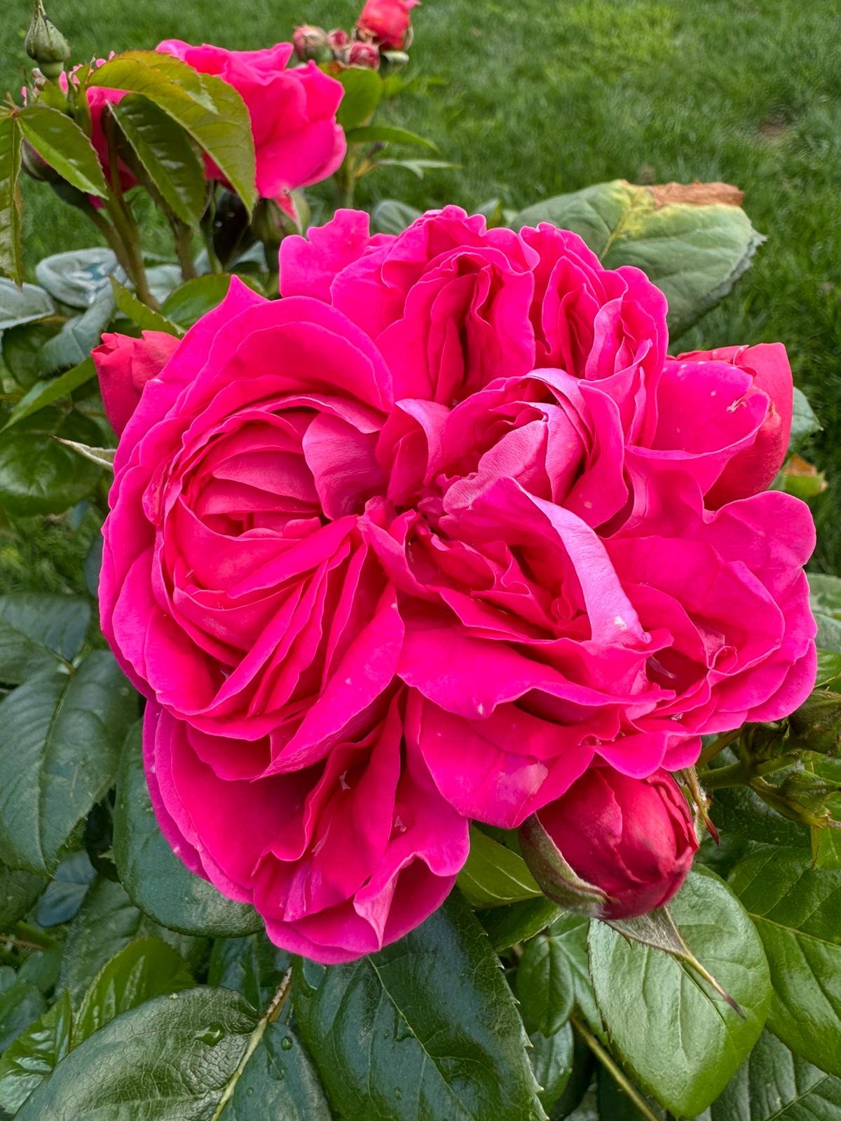 Powerpink Rose