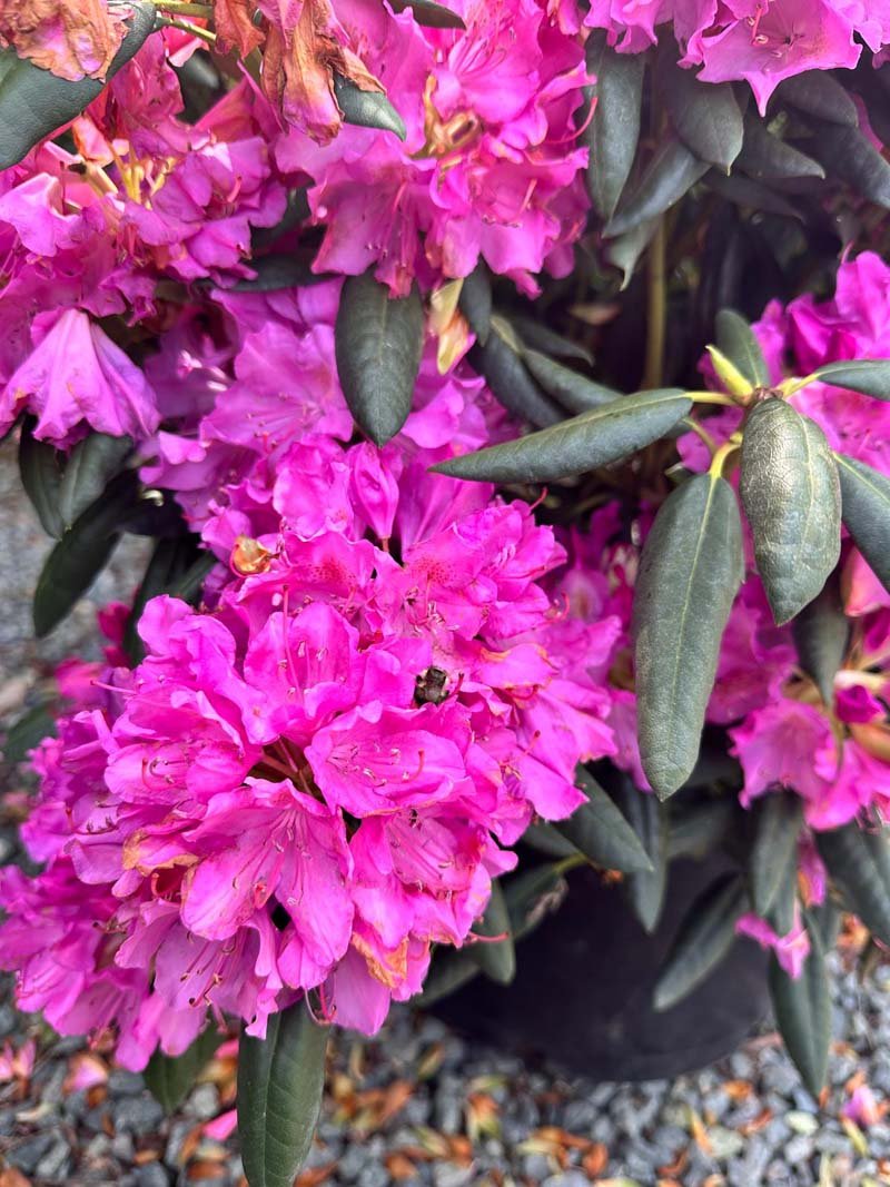 Purple Rhododendron