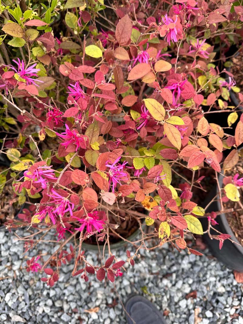 Razzleberri Fringe Flower