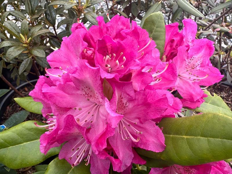 Rhododendron Gold Prinz