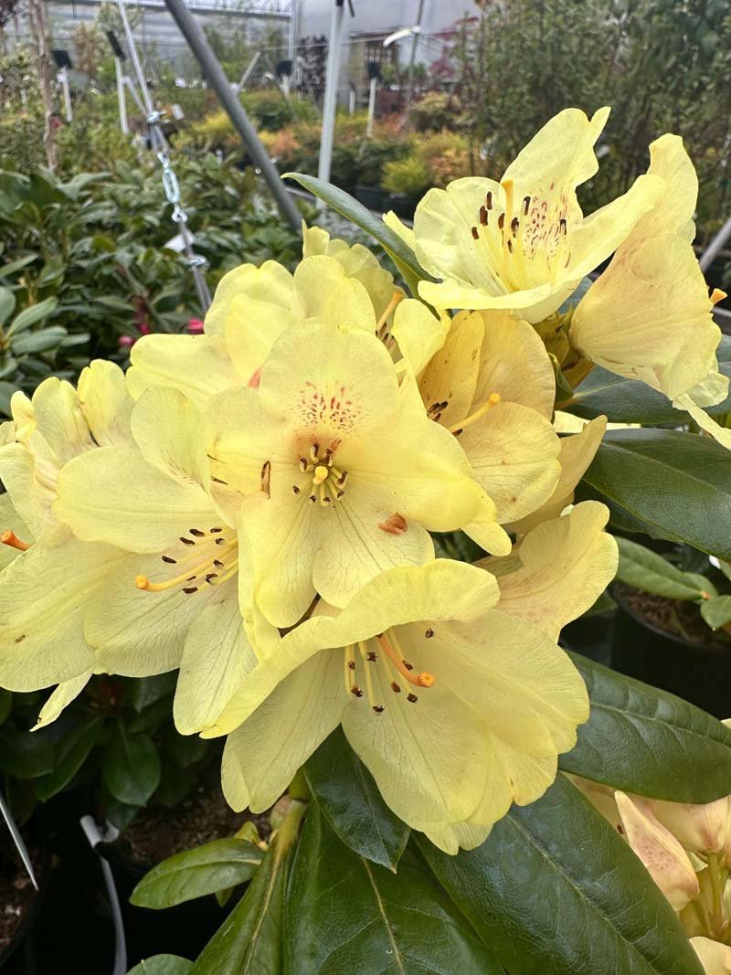 Rhododendron Holden Solar Flare