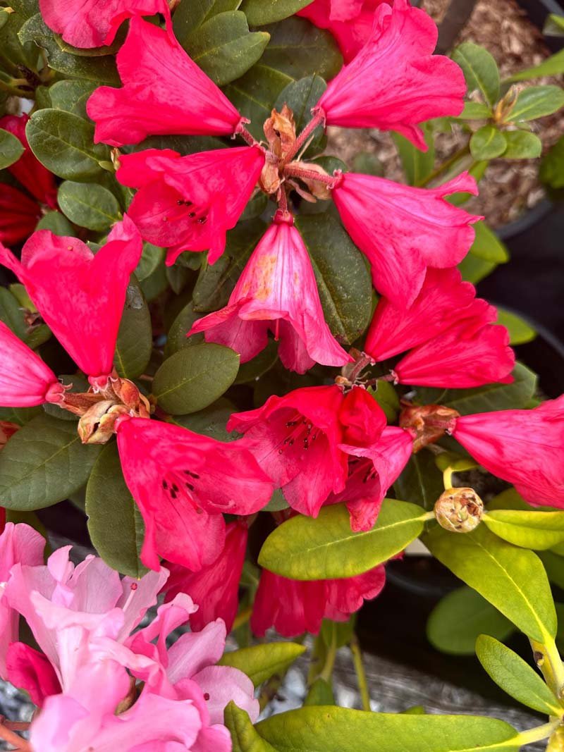 Rhododendron Molly Ann