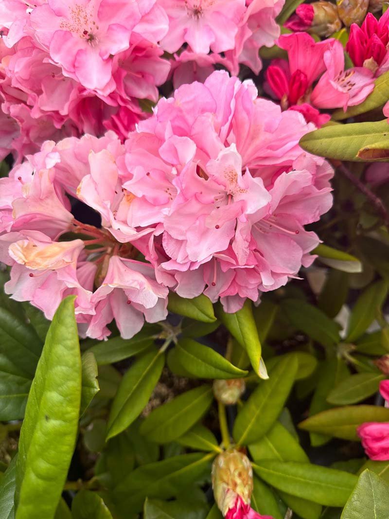 Rhododendron Wine and Roses