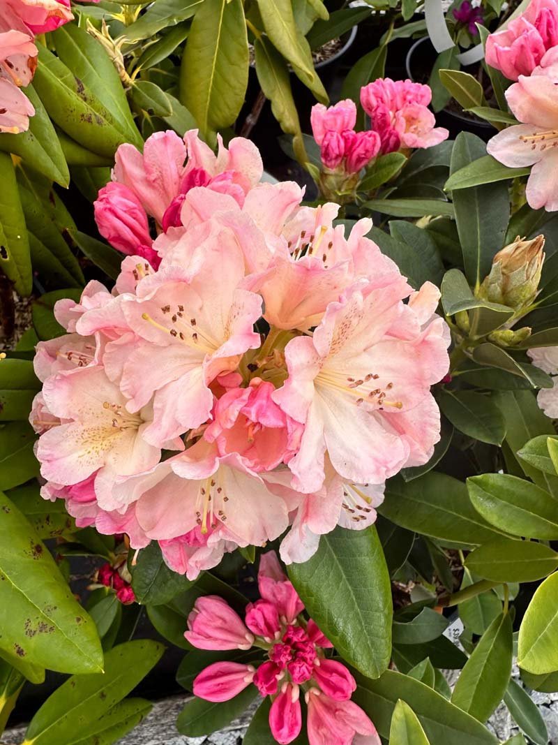 Rhododendron _Nancy Evans_