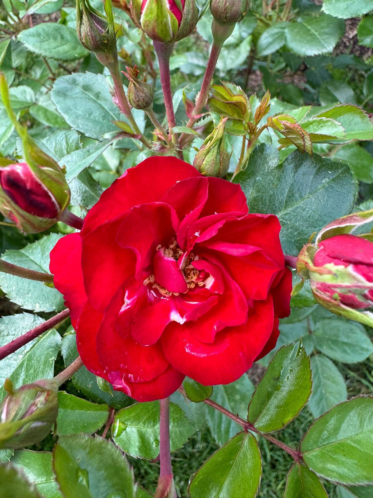 Ruby Medi Roses