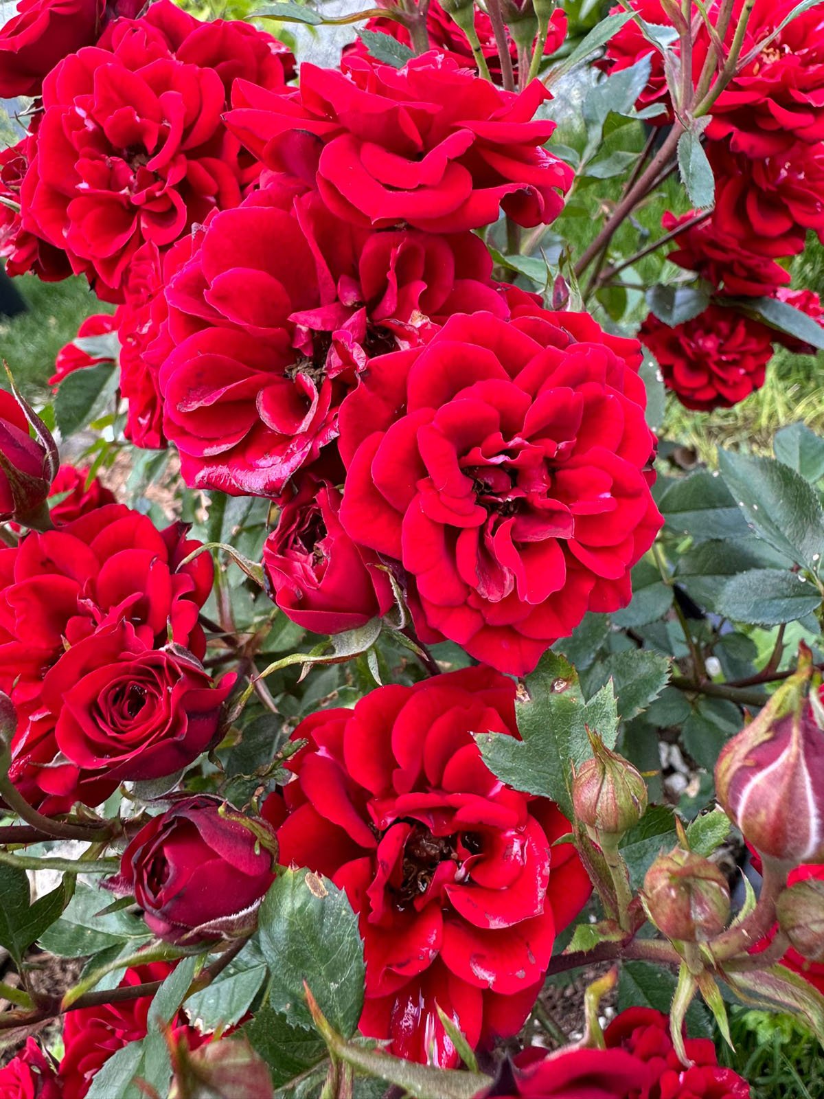 Sunblaze Bunch Red Rose