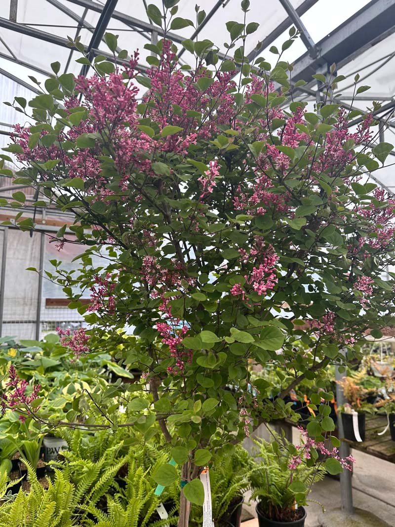 Syringa Tinkerbelle Bailbele