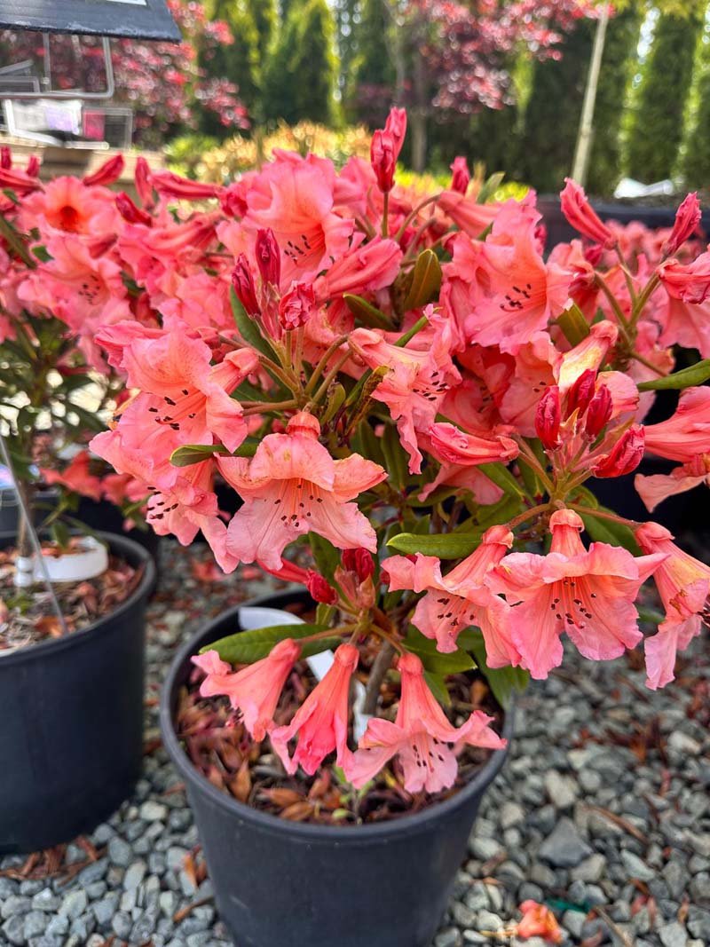 Tortodie Shell Rhododendron