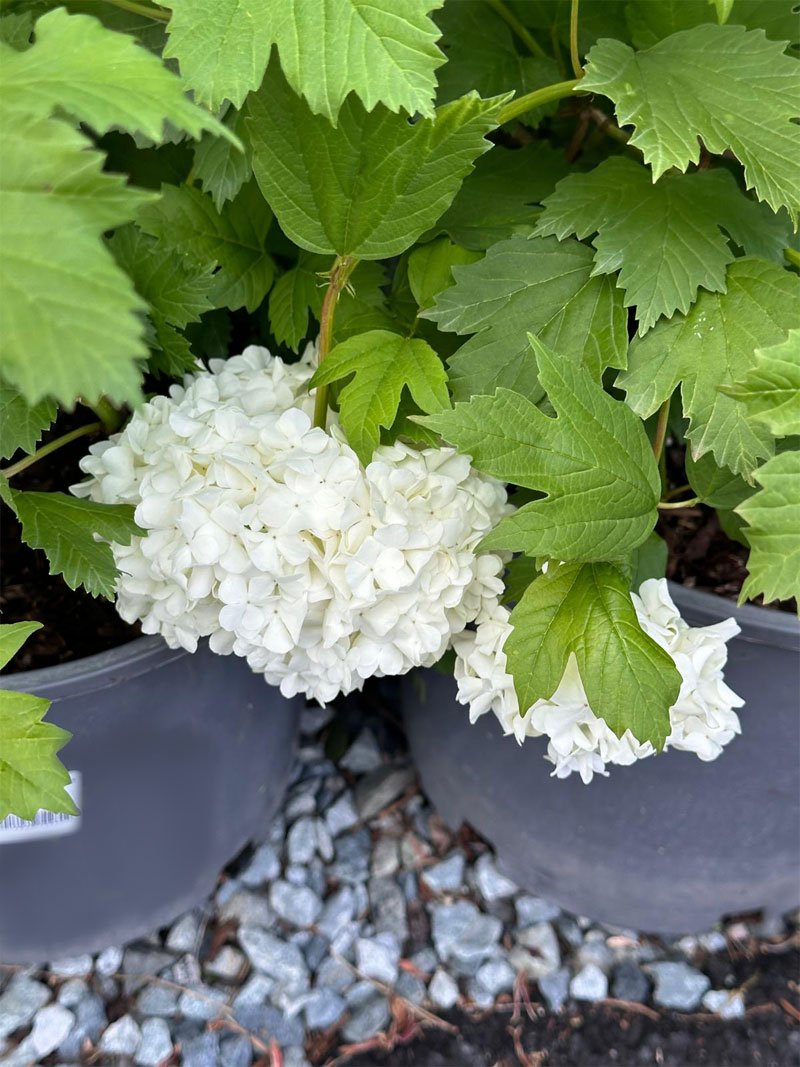 Viburnum Opulus Sterile