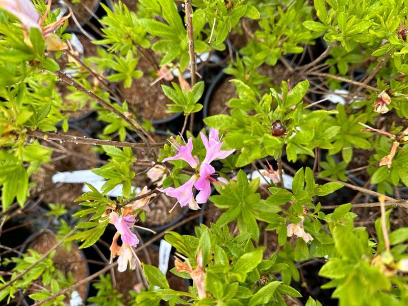 Western Lights Azalea