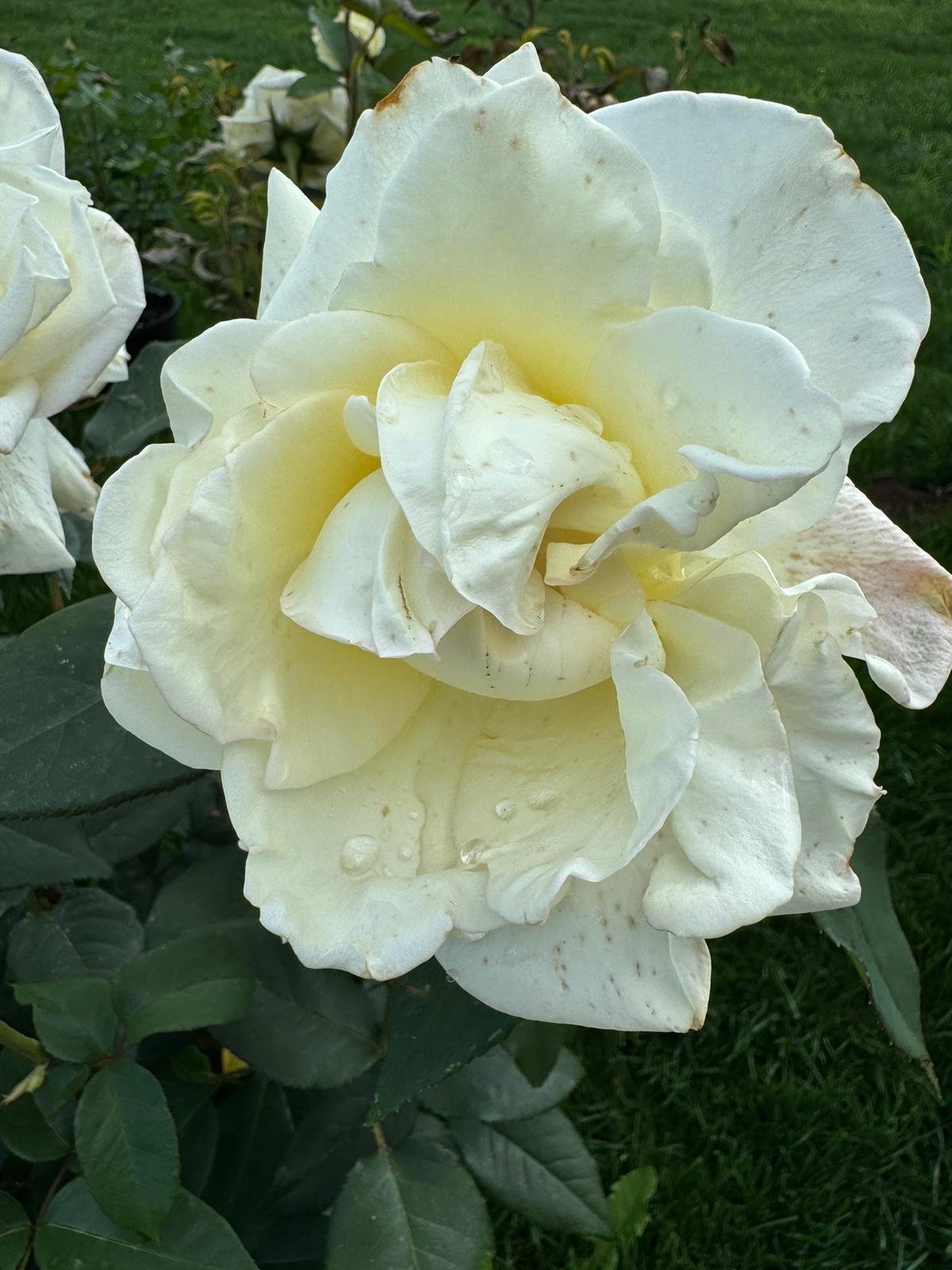 White Kennedy Rose