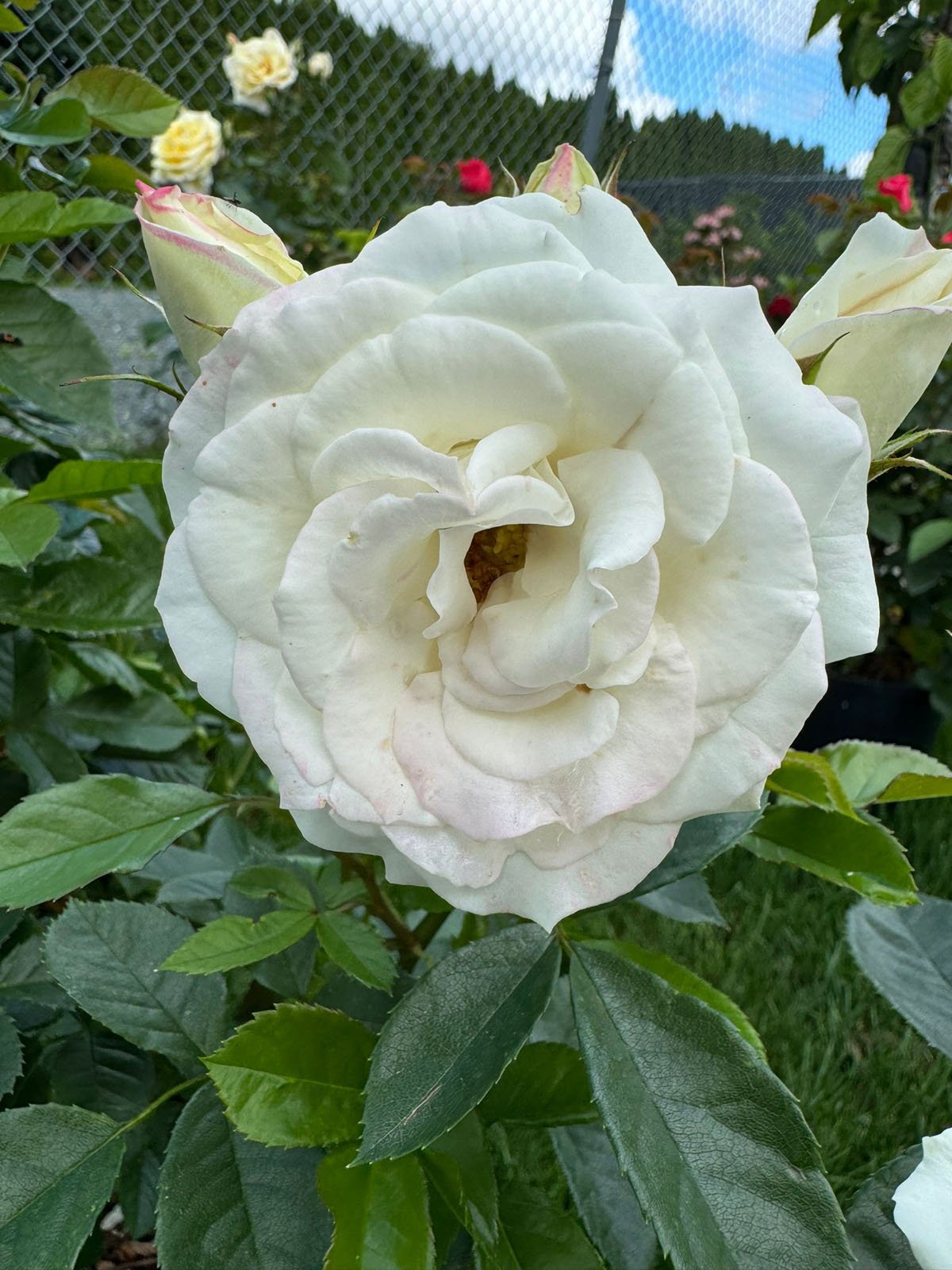White Verranda Rose