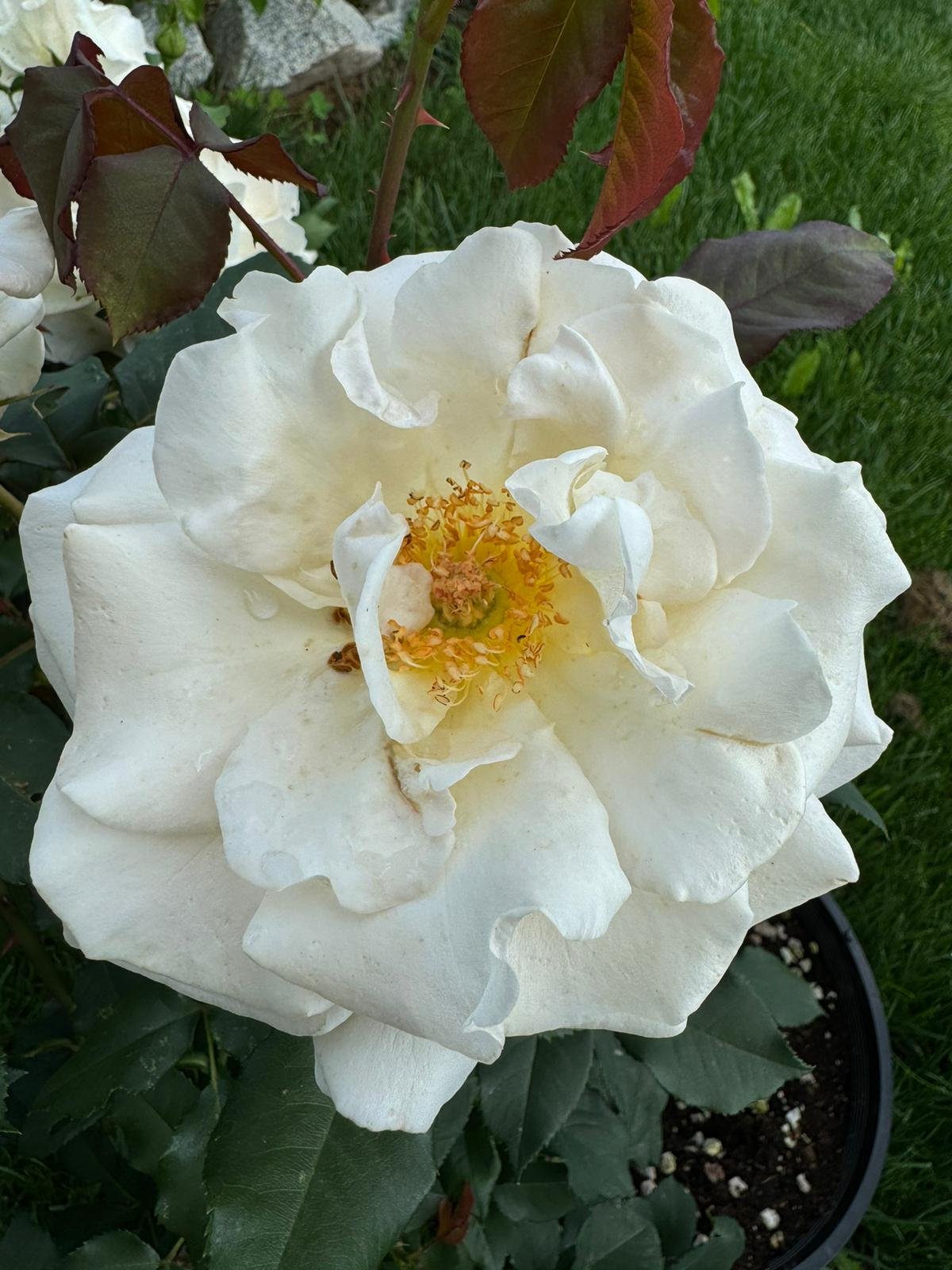 Whitelace Rose