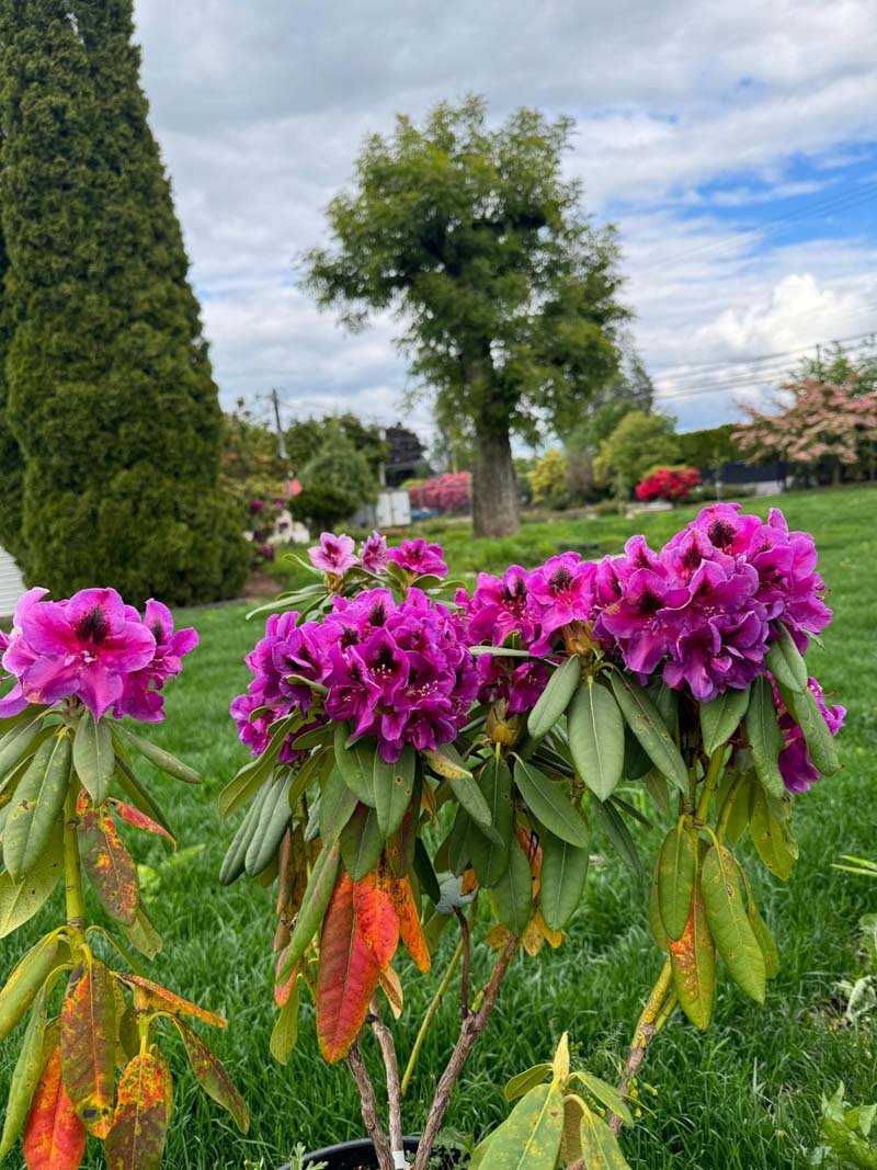 Wojonar purple Rhododendron