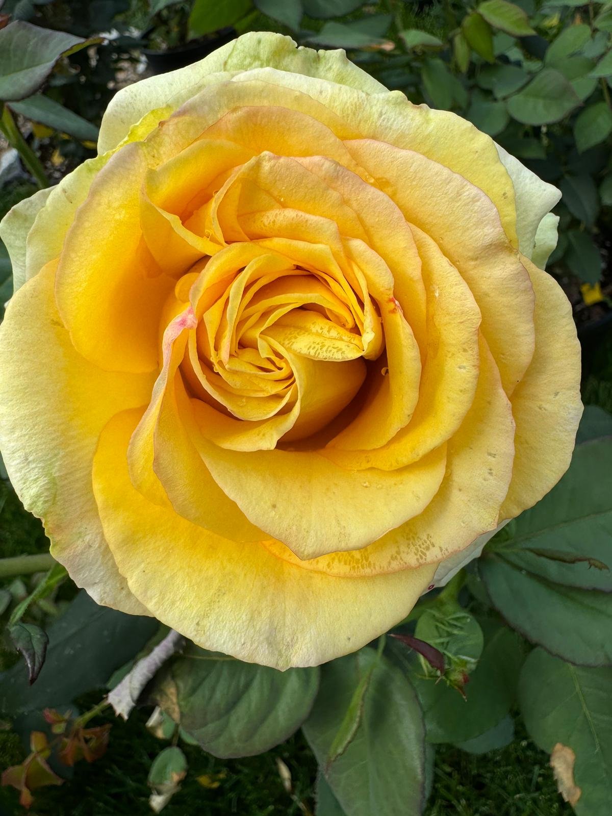 Yellow Rose