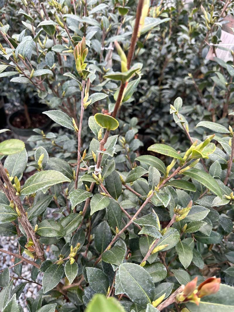 Yuletide Sasanqua Camellia